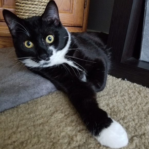 Meet your Posher, Alayna - Picture 3 of 3